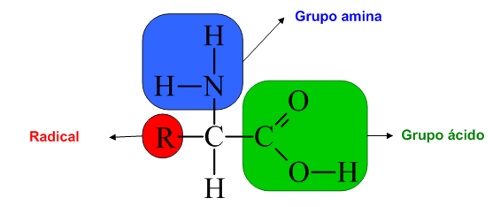 Fórmula geral de um aminoácido